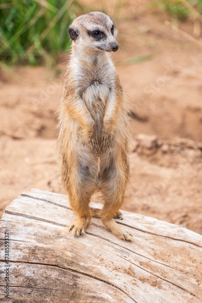Fototapeta Meerkat, Suricata suricatta, on hind legs. Portrait of meerkat standing on hind legs with alert expression. Portrait of a funny meerkat sitting on its hind legs.