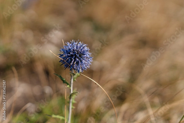 Fototapeta A blue Mordovnik flower in a close-up in a field in summer
