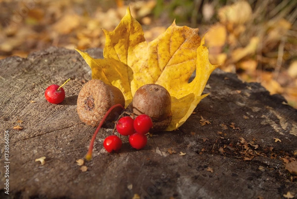 Fototapeta Fallen tree leaves, acorns and berries lay on the stump