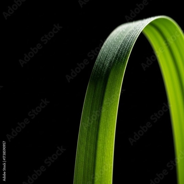 Obraz Close-up of a single vibrant green grass blade curving gracefully against a stark black background, highlighting its texture and form.