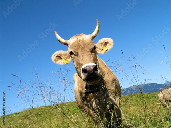 Obraz Allgäu  100000044