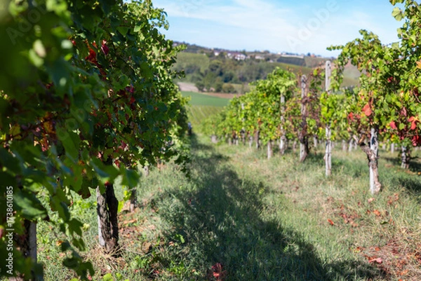 Fototapeta Lush green and red grapevines stand in neat rows, stretching across a sunny vineyard landscape in the piedmont region, indicating a successful autumn harvest season