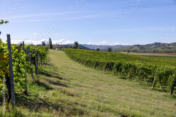 Obraz Green grapevines stretching across gentle hills under a clear blue sky, showing the rich agricultural tradition and natural beauty of the italian winemaking region