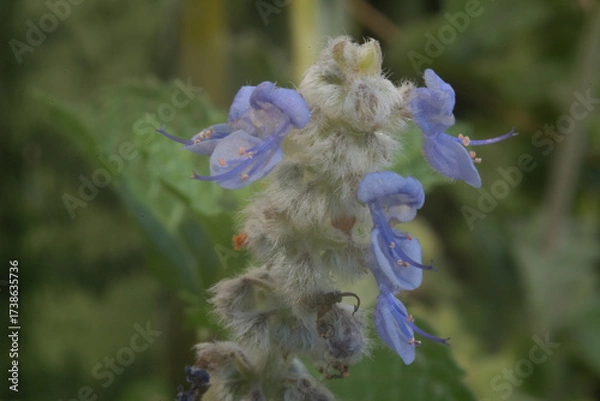 Obraz naturaleza, flor, macro