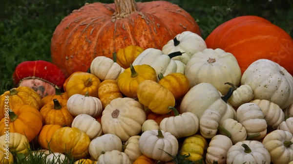 Fototapeta A composition of pumpkins of various sizes, shapes, and colors against a backdrop of green grass. The pumpkins are densely packed together. The photo is taken at eye level, close-up. 