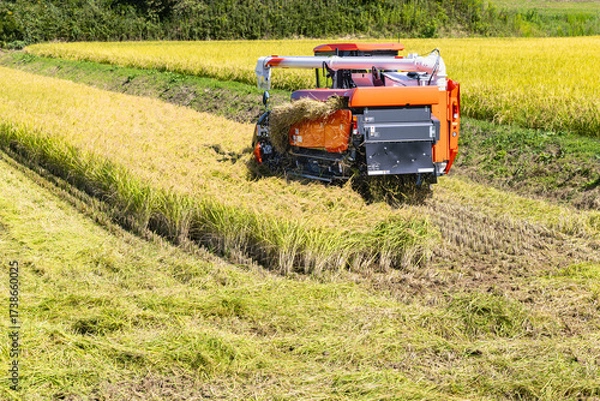 Fototapeta 大型コンバインによる稲刈り