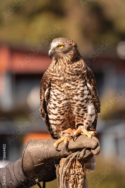 Obraz A captive powerful owl perched on its handler's leather glove. Queensland, Australia.
