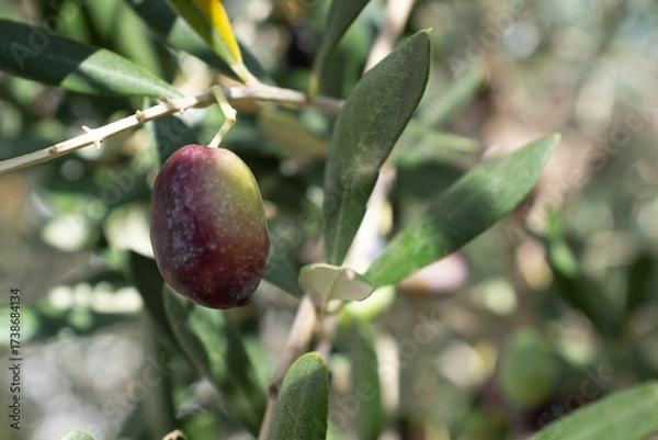 Fototapeta Close-Up of Ripe Olive on Tree Branch – Olive Tree Leaves and Fruit in Natural Sunlight for Organic Agriculture and Mediterranean Themes. High quality photography