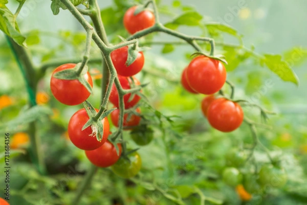 Fototapeta Red ripening cherry tomatoes on branch on the blurred green background for publication, design, poster, calendar, post, screensaver, wallpaper, postcard, banner, cover, website. High quality photo