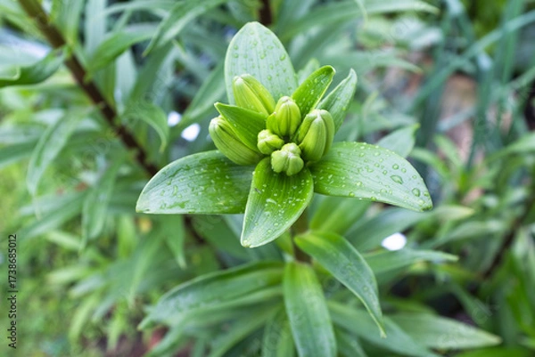 Fototapeta Fresh Green Lily Buds with Dew Drops – Close-up of Unopened Lilium Flower in Garden, Natural Botanical Background, Spring Growth and Plant Life Photography