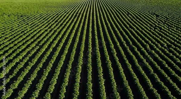 Fototapeta Aerial view of perfectly aligned rows of green crops in a vast agricultural field