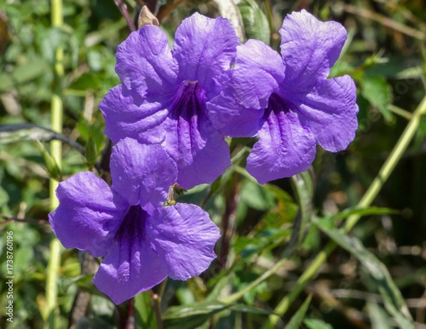 Obraz Three Mexican Bluebells