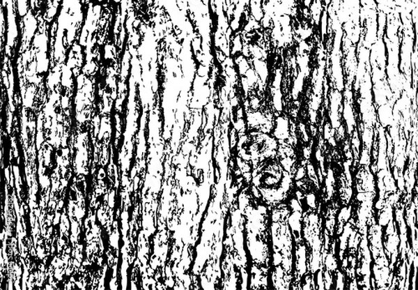 Fototapeta Tree bark texture