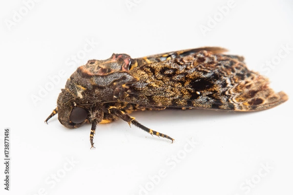 Obraz メンガタスズメ