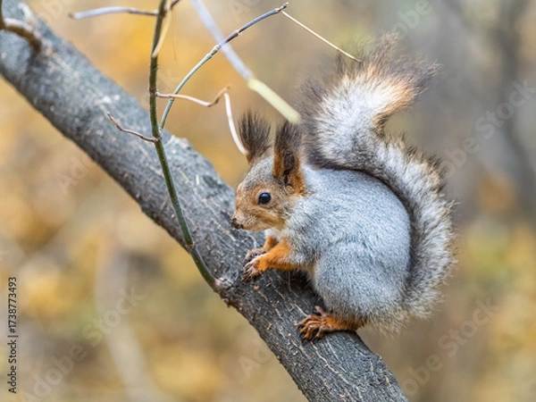 Fototapeta Squirrel sits on a branch in Autumn park