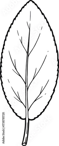 Fototapeta Black and white outline drawing of a single, broad leaf with serrated edges and visible veins Keywords: Leaf, outline, drawing, illustration, plant, foliage, nature, botanical, detail, veins