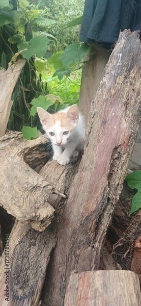 Obraz A small white and gray kitten sitting on a wooden log surrounded by lush green nature. The image captures innocence, simplicity, and tranquility, perfect for pet, nature, and countryside lifestyle the