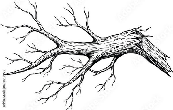 Fototapeta Black and White Illustration of a Gnarled Fallen Tree Branch with Multiple Twigs wood