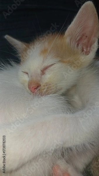 Obraz cat on a white