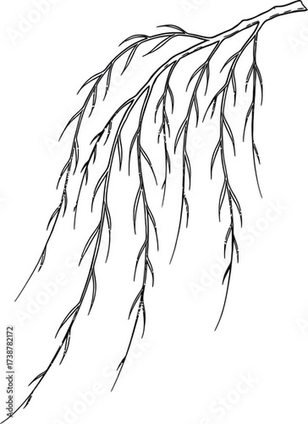 Fototapeta Black and white sketch of a weeping willow branch with long, drooping leaves outline