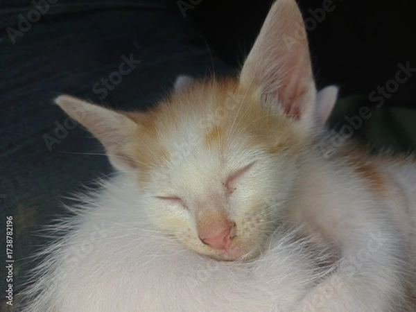 Obraz portrait of a cat with blue eyes