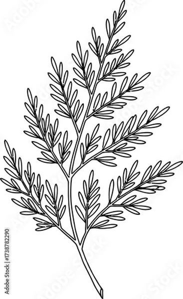 Fototapeta Black and white line drawing of a fern frond with detailed leaves on a white background leaf plant