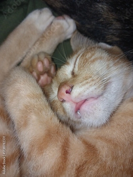 Obraz cat sleeping on a pillow