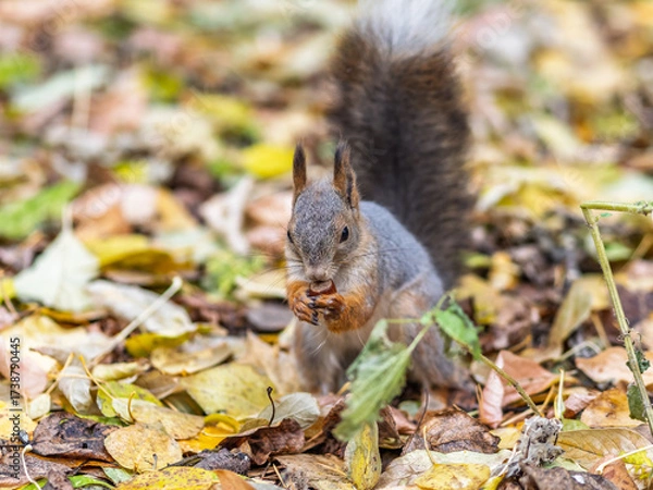 Fototapeta Squirrel in autumn hides nuts on the green grass with fallen yellow leaves