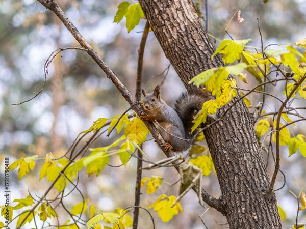 Fototapeta Portrait of a squirrel on a tree trunk