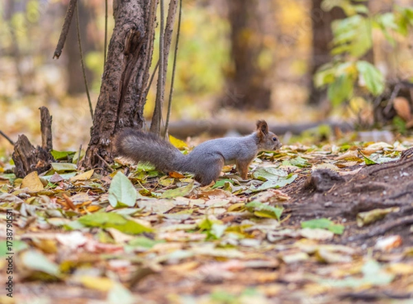 Fototapeta Squirrel in autumn hides nuts on the green grass with fallen yellow leaves