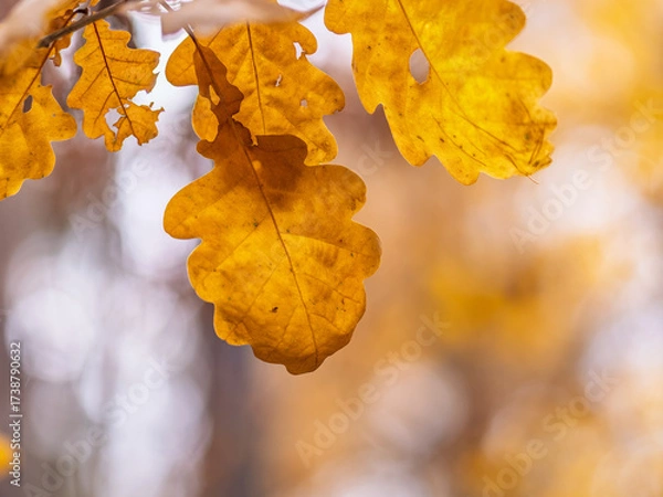 Fototapeta Oak branches with yellow leaves in autumn park