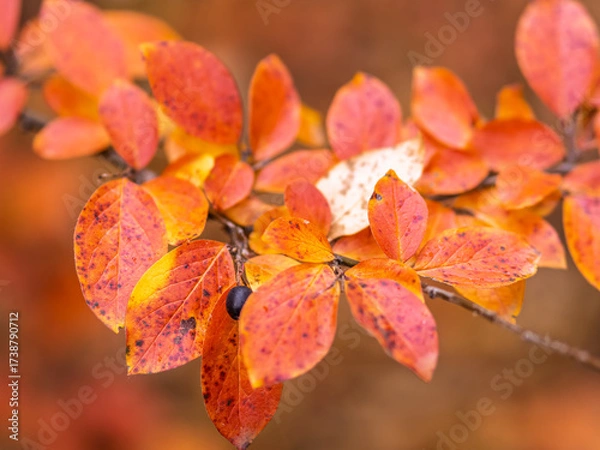 Fototapeta Branches with orange, red and yellow leaves in the autumn park.