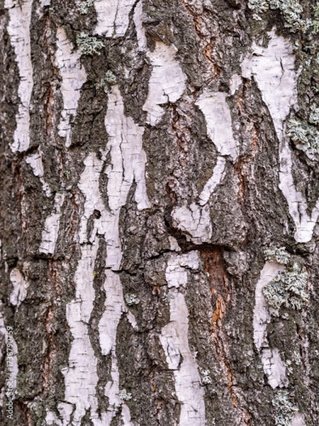 Fototapeta The texture of the birch bark.