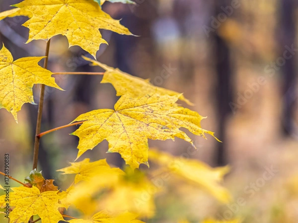 Fototapeta Maple branches with yellow leaves in autumn, in the light of sunset.