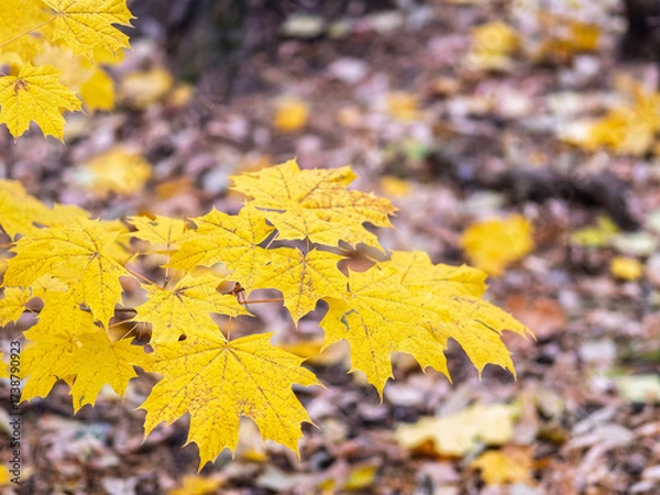 Fototapeta Maple branches with yellow leaves in autumn, in the light of sunset.