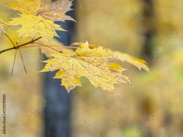 Fototapeta Maple branches with yellow leaves in autumn, in the light of sunset.