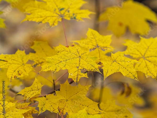Fototapeta Maple branches with yellow leaves in autumn, in the light of sunset.