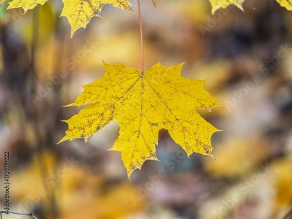Fototapeta Maple branches with yellow leaves in autumn, in the light of sunset.