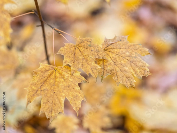 Fototapeta Maple branches with yellow leaves in autumn, in the light of sunset.