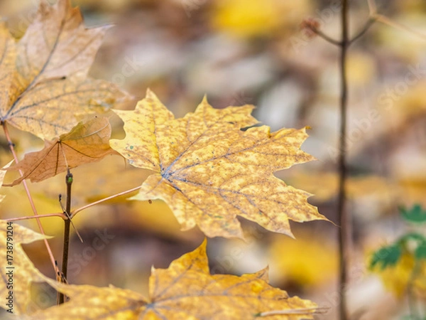 Fototapeta Maple branches with yellow leaves in autumn, in the light of sunset.