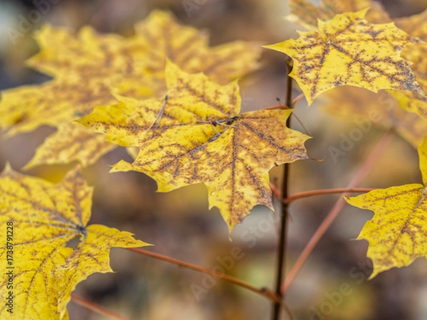 Fototapeta Maple branches with yellow leaves in autumn, in the light of sunset.