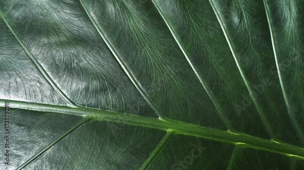 Fototapeta Dark green leaf texture background with copy space