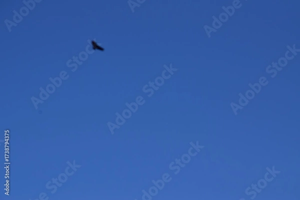 Obraz bird in flight