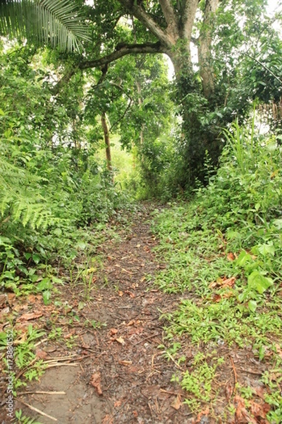 Obraz Trail - Bigodi Swamps - Uganda