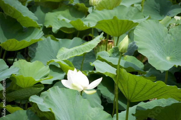 Obraz White Lotus