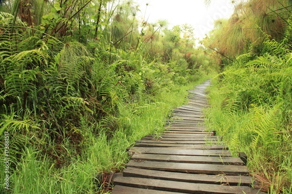 Obraz Bigodi Swamps - Uganda