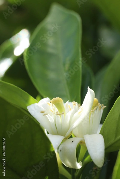 Obraz close up of bee on flower in nature