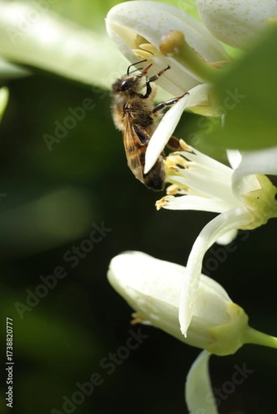 Fototapeta close up of bee on flower in nature