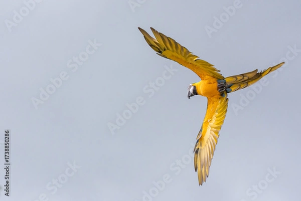 Fototapeta Blue and gold macaw parrot flying with cloudy sky background.