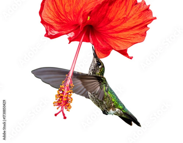 Fototapeta Tiny hummingbird captured while sipping nectar from a bright red hibiscus flower, isolated on a transparent background